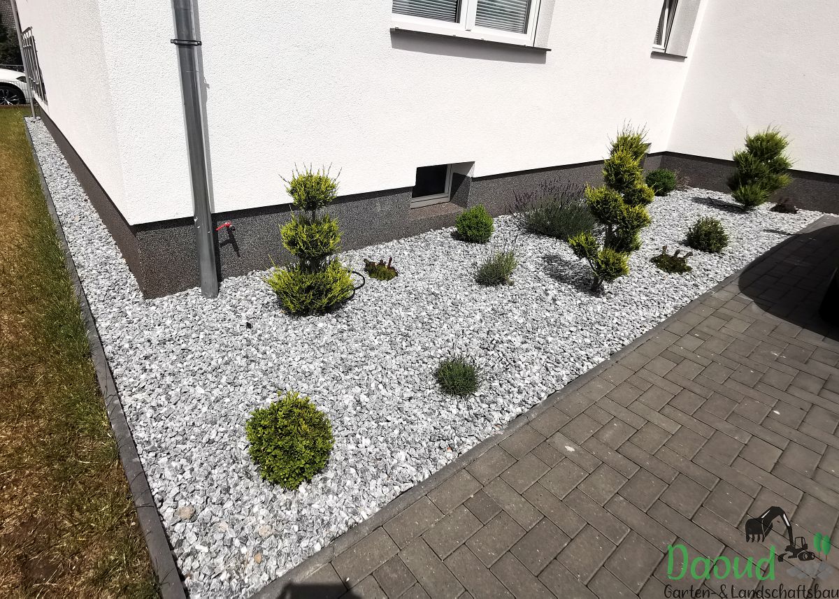 Kiesbeet mit Formgehölzen und Pflasterweg am Haus